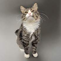 Thumbnail photo of Enzo #3