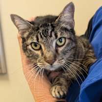 Thumbnail photo of Gus *SN*VIP* #1