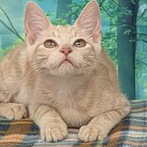 Thumbnail photo of Ghirardelli #1