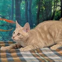 Thumbnail photo of Ghirardelli #2