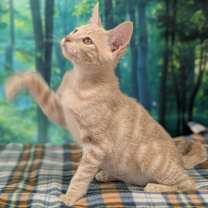 Thumbnail photo of Ghirardelli #4