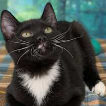 Thumbnail photo of Hershey #1