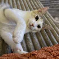 Thumbnail photo of Ripley #3