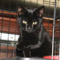 Thumbnail photo of Boca #4