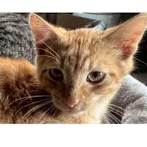 Thumbnail photo of Beanie #1