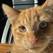 Thumbnail photo of Beanie #2