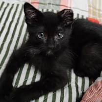 Thumbnail photo of Nibbles #1