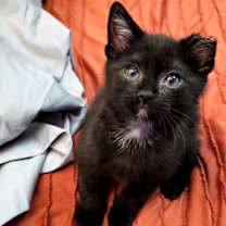 Thumbnail photo of Nibbles #2