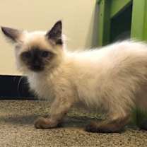 Thumbnail photo of Nutmeg #3