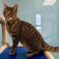 Thumbnail photo of Lapis #2