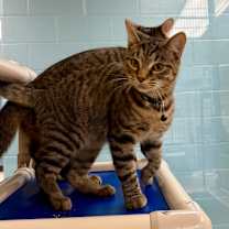 Thumbnail photo of Lapis #3