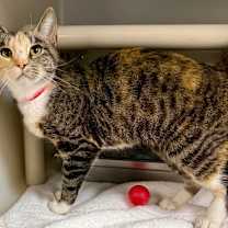 Thumbnail photo of Hazel #1