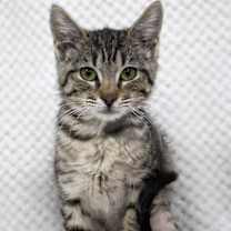 Thumbnail photo of Annabell #4