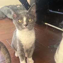 Thumbnail photo of Tux #1