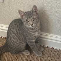 Thumbnail photo of Izzy #2