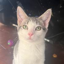 Thumbnail photo of Kiki #2