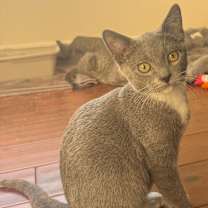 Thumbnail photo of Gizmo #2