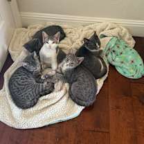 Thumbnail photo of Izzy #3