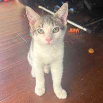 Thumbnail photo of Kiki #3