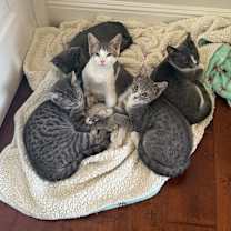 Thumbnail photo of Gizmo #3