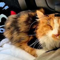 Thumbnail photo of PRINCESS CALI #4