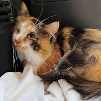 Thumbnail photo of PRINCESS CALI #2