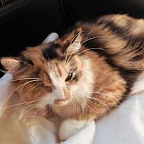 Thumbnail photo of PRINCESS CALI #3