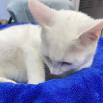 Thumbnail photo of Ying #3