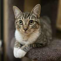 Thumbnail photo of Nibbler #2