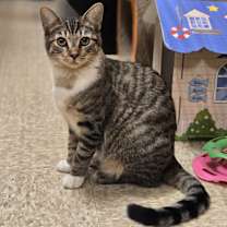 Thumbnail photo of Nibbler #3