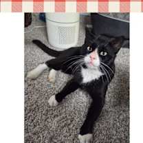 Thumbnail photo of FOUND -Knightley #1