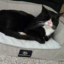 Thumbnail photo of FOUND -Knightley #3