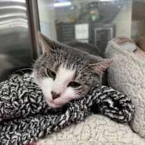 Thumbnail photo of Eudora #3