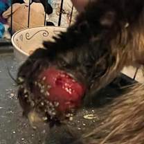 Thumbnail photo of Foxie #2