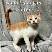 Thumbnail photo of Saturn #1