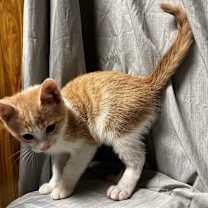 Thumbnail photo of Saturn #2