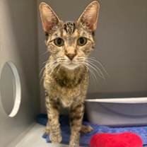 Thumbnail photo of Puna #2