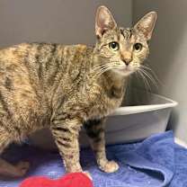 Thumbnail photo of Puna #3