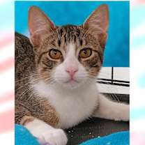 Thumbnail photo of Sawyer #1