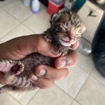 Thumbnail photo of Minnow #2