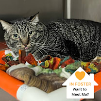 Thumbnail photo of Kent #1