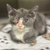 Thumbnail photo of Wazowski #2