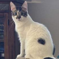 Thumbnail photo of Prince Charming (Napa GD) #1