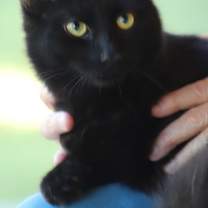 Thumbnail photo of Rembrandt #1