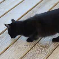 Thumbnail photo of Rembrandt #2