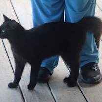 Thumbnail photo of Rembrandt #3