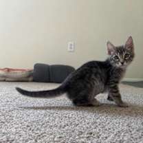 Thumbnail photo of Dahlia #4