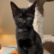 Thumbnail photo of Mercedes #4