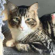 Thumbnail photo of Trace #2