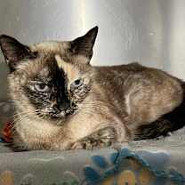 Thumbnail photo of Alora  #2